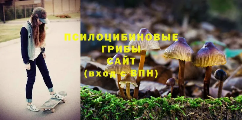 Галлюциногенные грибы Psilocybe  Североуральск 